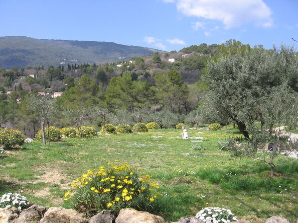 A rural landscape with olive trees, yellow flowers, and a distant hill with buildings.