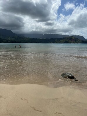 Playa en los alrededores, camastros y toallas de playa