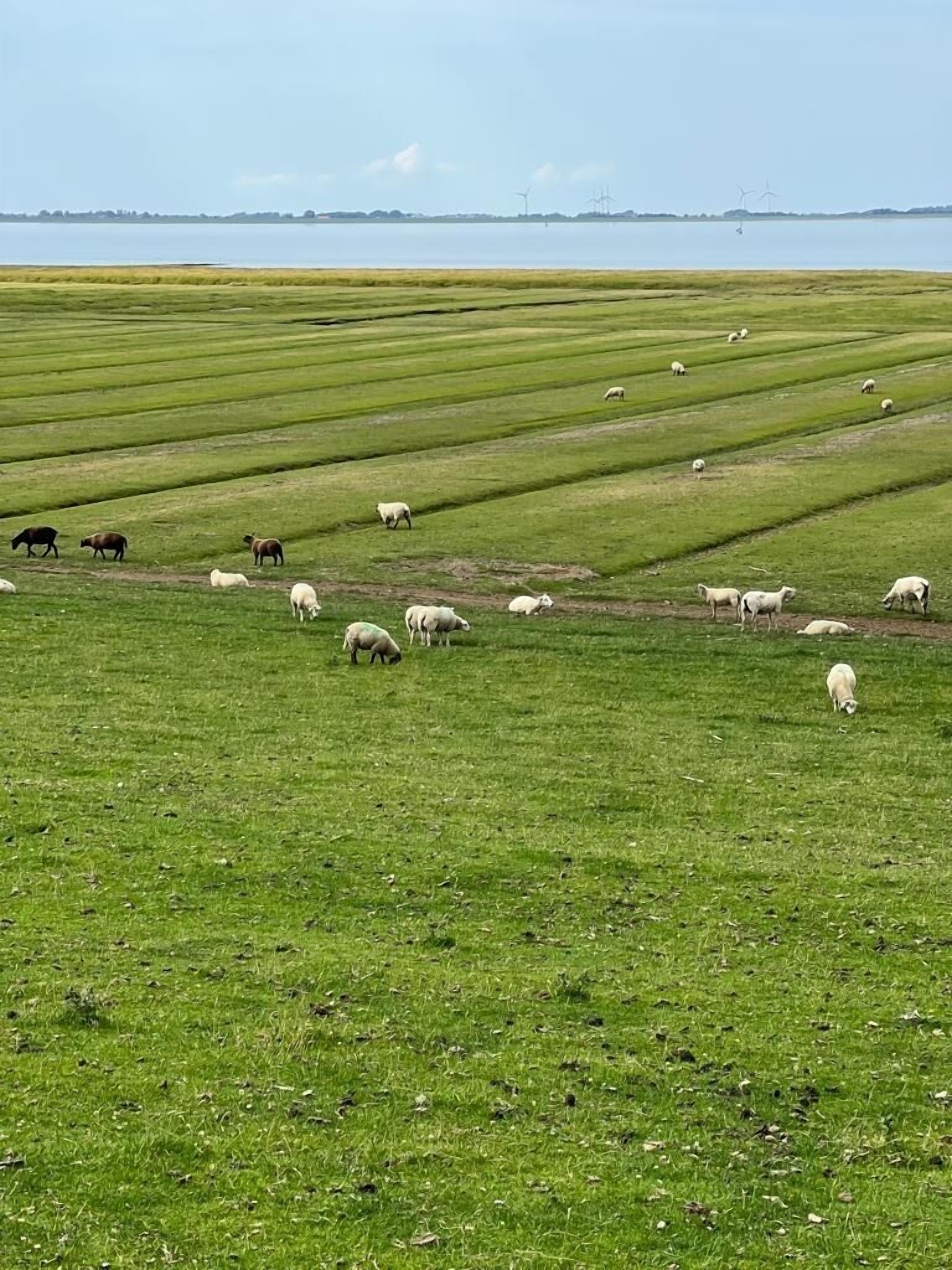 Un extenso campo abierto con hileras de hierba, probablemente utilizado para pastoreo de ganado.