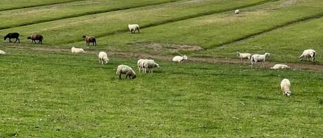 Un extenso campo abierto con hileras de hierba, probablemente utilizado para pastoreo de ganado.