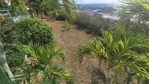 Un espace jardin agrémenté de palmiers et un sentier de terre menant à un bâtiment.