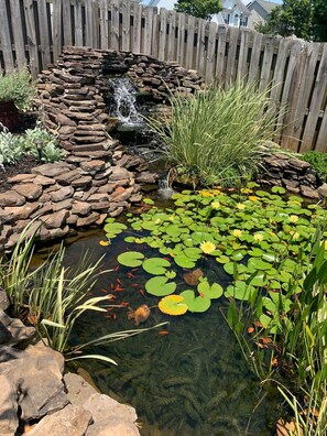 Un étang parsemé de nénuphars et abritant des poissons, entouré de rochers et de plantes.