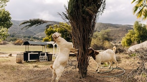 Two goats near a tree in a rural setting with a small structure in the background. - A Little Blue Farmhouse:TemeculaWine Country Farm (Sage)