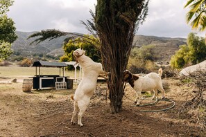 Overnattingsstedets uteområder
