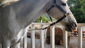 A horse standing in a stable area with a wooden fence and a stone wall in the background. - A Little Blue Farmhouse:TemeculaWine Country Farm (Sage)