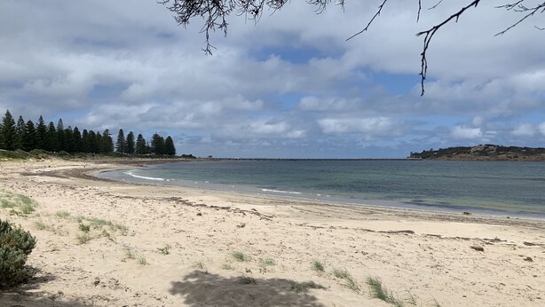 A beach with a clear sky, calm sea, and a forest in the background.