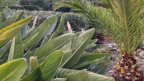 A lush garden with various tropical plants and a clear blue sky. - Villa Paradis (Roquebrune-sur-Argens)