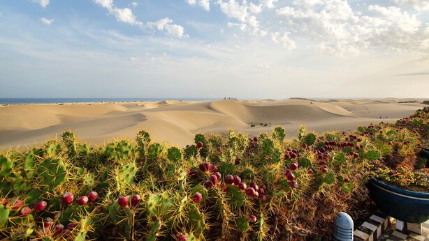 Un paysage désertique avec des dunes de sable et des cactus.