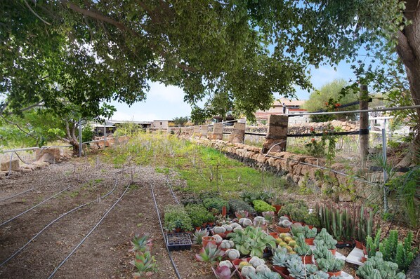 Un jardin avec différentes sortes de plantes et un mur de pierre.