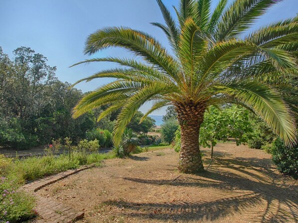 A palm tree in a landscaped garden with a clear sky. - 3-bedroom villa 200m from beach with garden, terrace, and secure parking (Casaglione-Tiuccia)