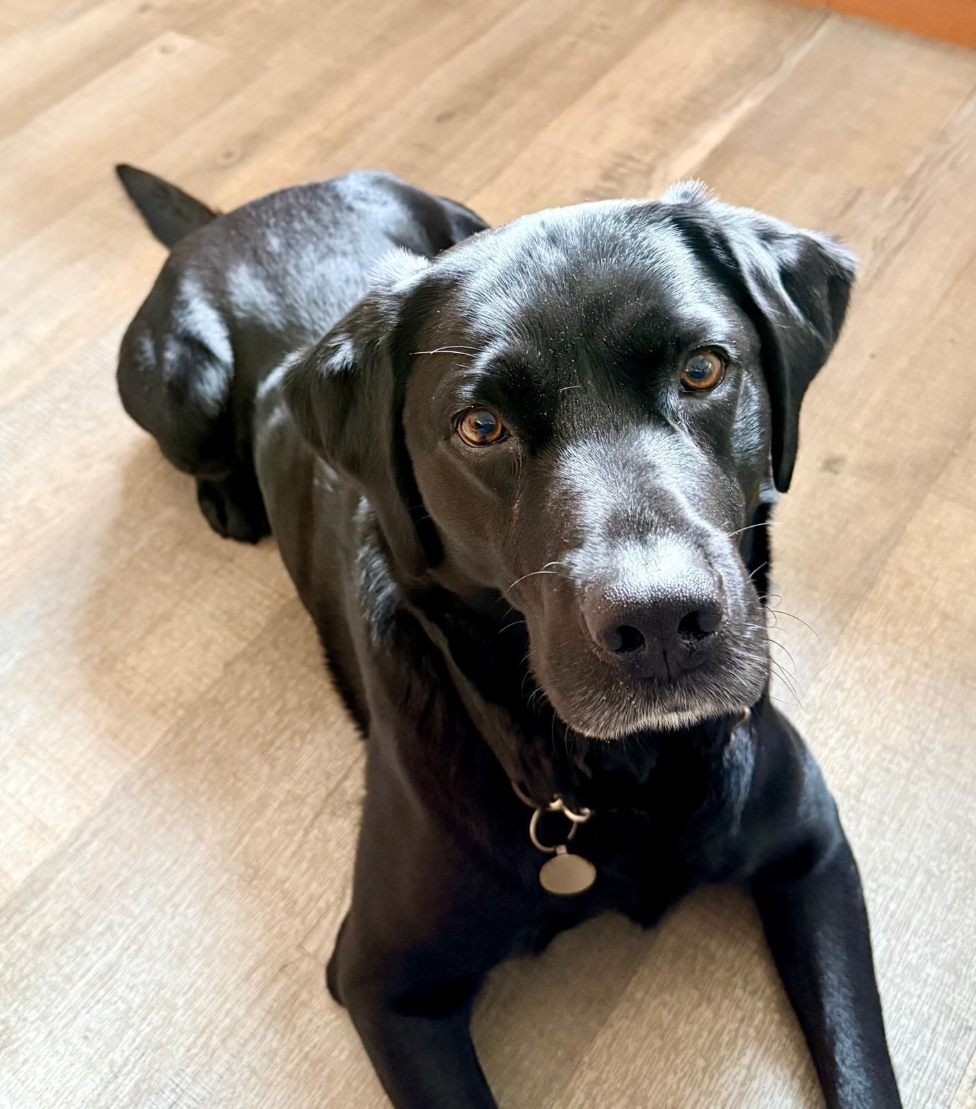Un chien noir est allongé sur un plancher en bois.