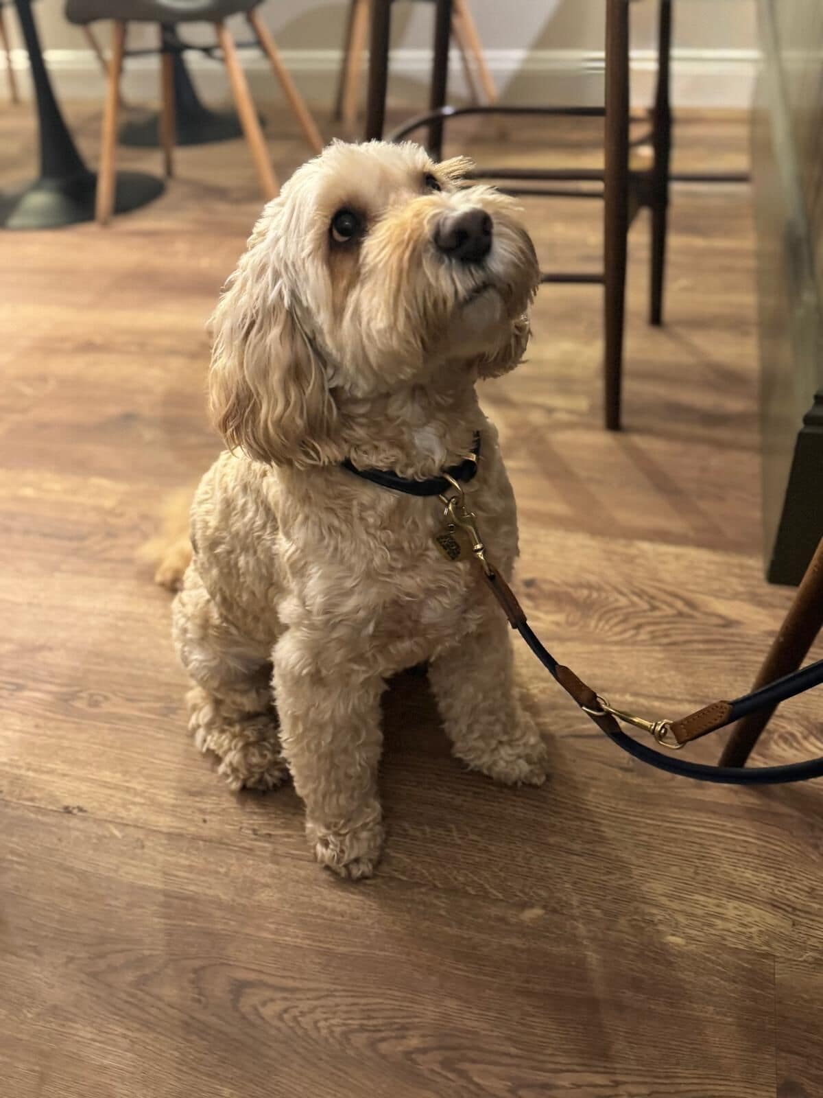 A small, curly-haired dog sitting on a wooden floor with a leash attached to its collar.