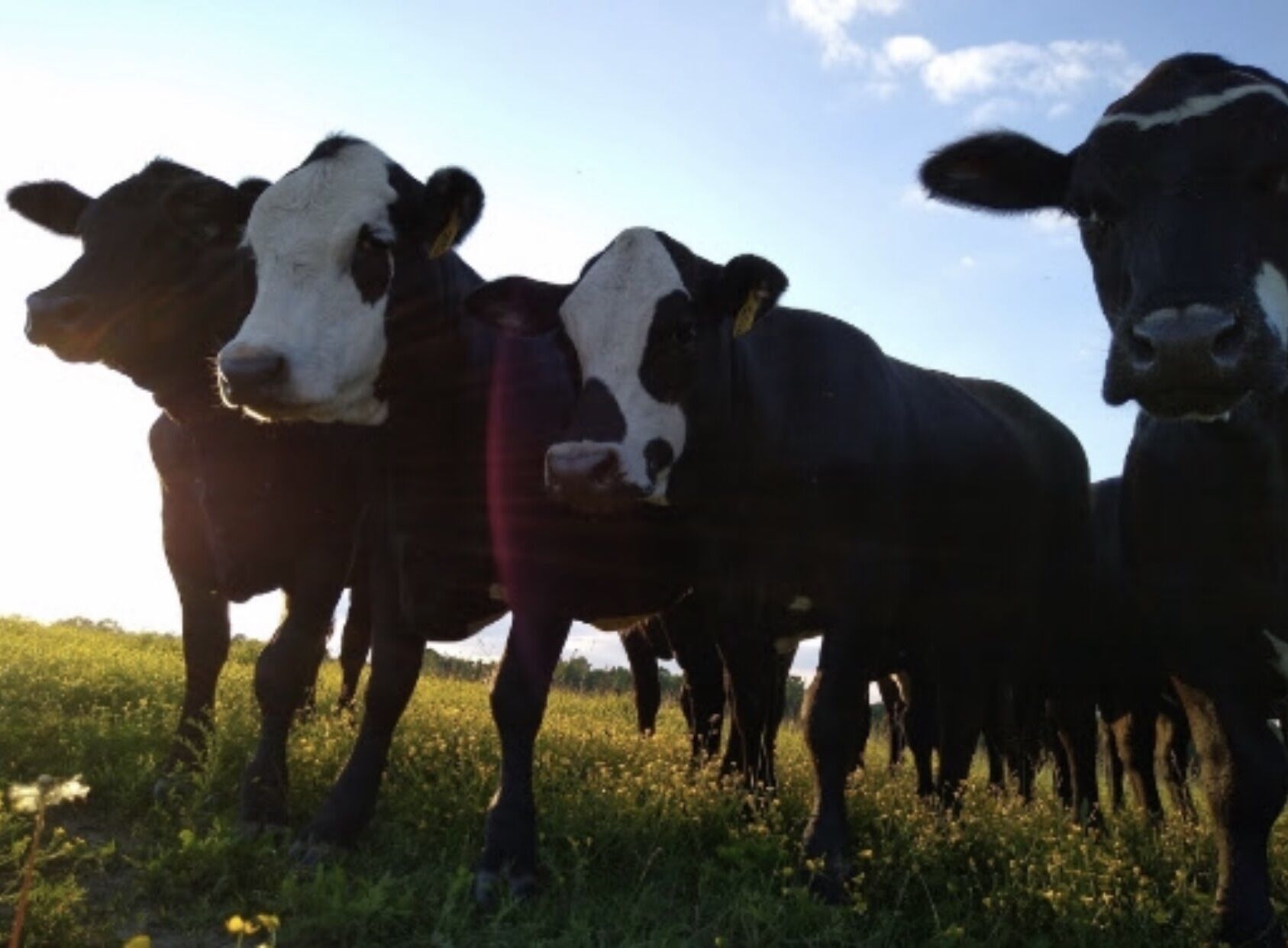 Tres vacas en un campo bajo un cielo despejado.