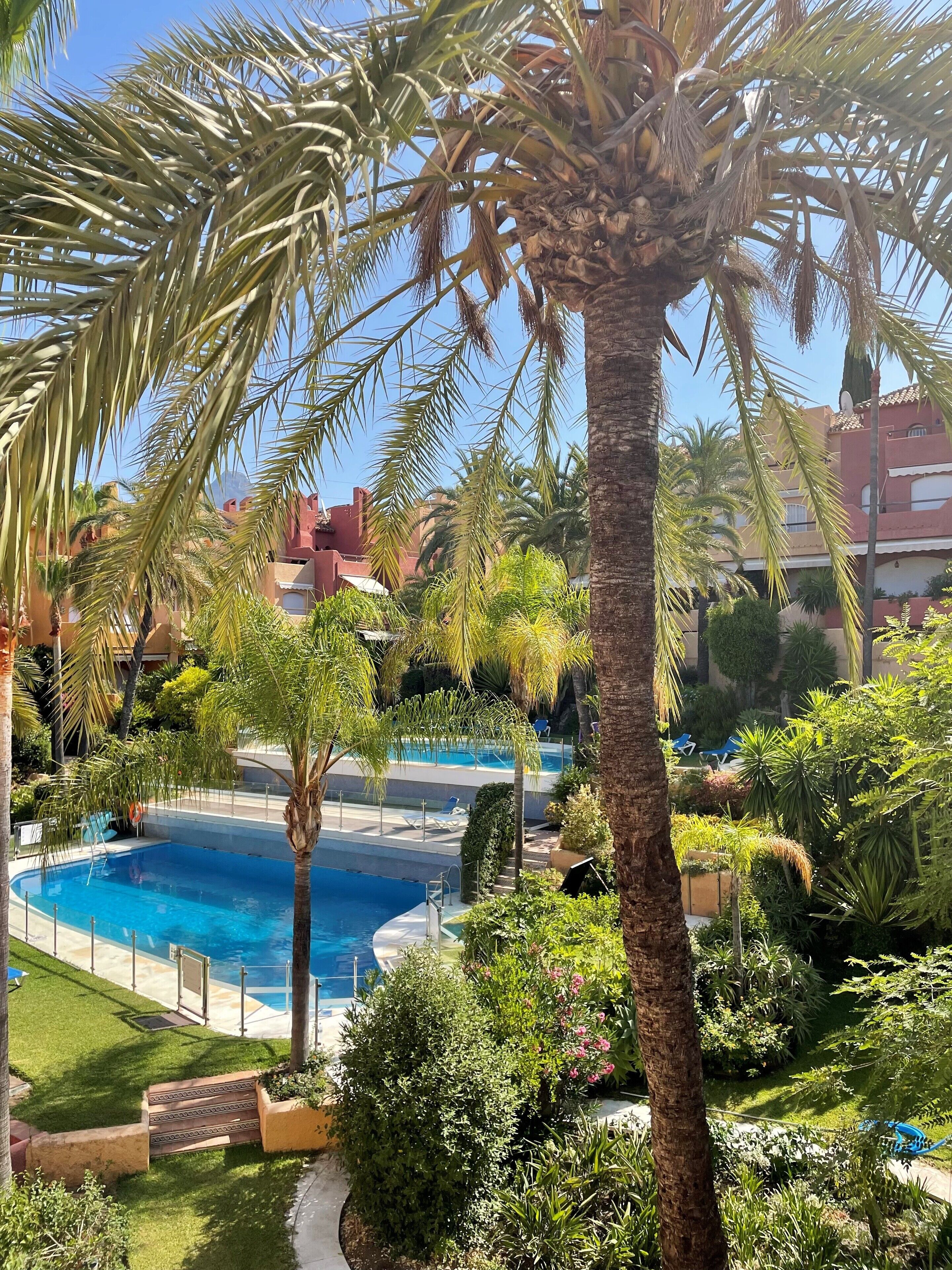 A swimming pool surrounded by palm trees and lush greenery, with a view of buildings in the background.