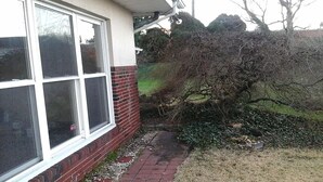 A house with a brick exterior, a large window, and a pathway leading to a garden area with overgrown bushes and trees. - Single family home+ large rooms +kitchen + living room+den roo + beautiful  yard (Catonsville)