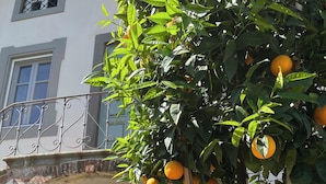 A potted citrus tree with oranges in front of a building entrance. - VILLA CARNICELLI eco-friendly,sustainable, 450m² (4,850ft²),private pool, design (Gragnano di Capannori)