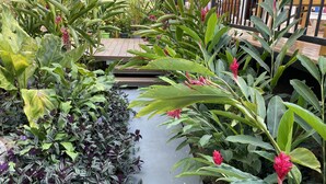 A garden pathway surrounded by various plants and greenery. - SAMARA - Stunning 2 bedroom House 15 min from the Beach. (Sámara)