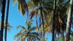 A beach with palm trees and a clear view of the ocean. - SAMARA - Stunning 2 bedroom House 15 min from the Beach. (Sámara)