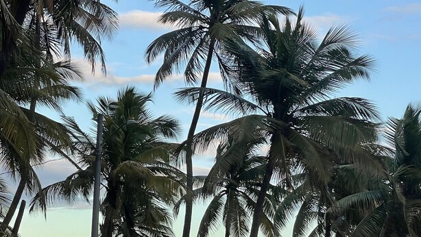 A beach with palm trees and a red car parked on the side of the road.