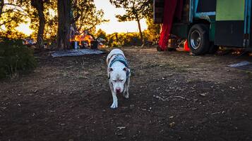 Animaux de compagnie acceptés