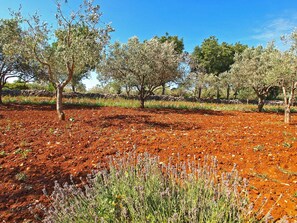 Miscellaneous - Villa with outdoor pool and sun terrace (Vodnjan)