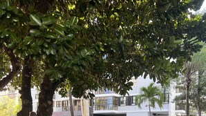 A tree-lined street with parked cars and a person walking on the sidewalk. - Lovely beach studio - High speed internet! (San Juan)
