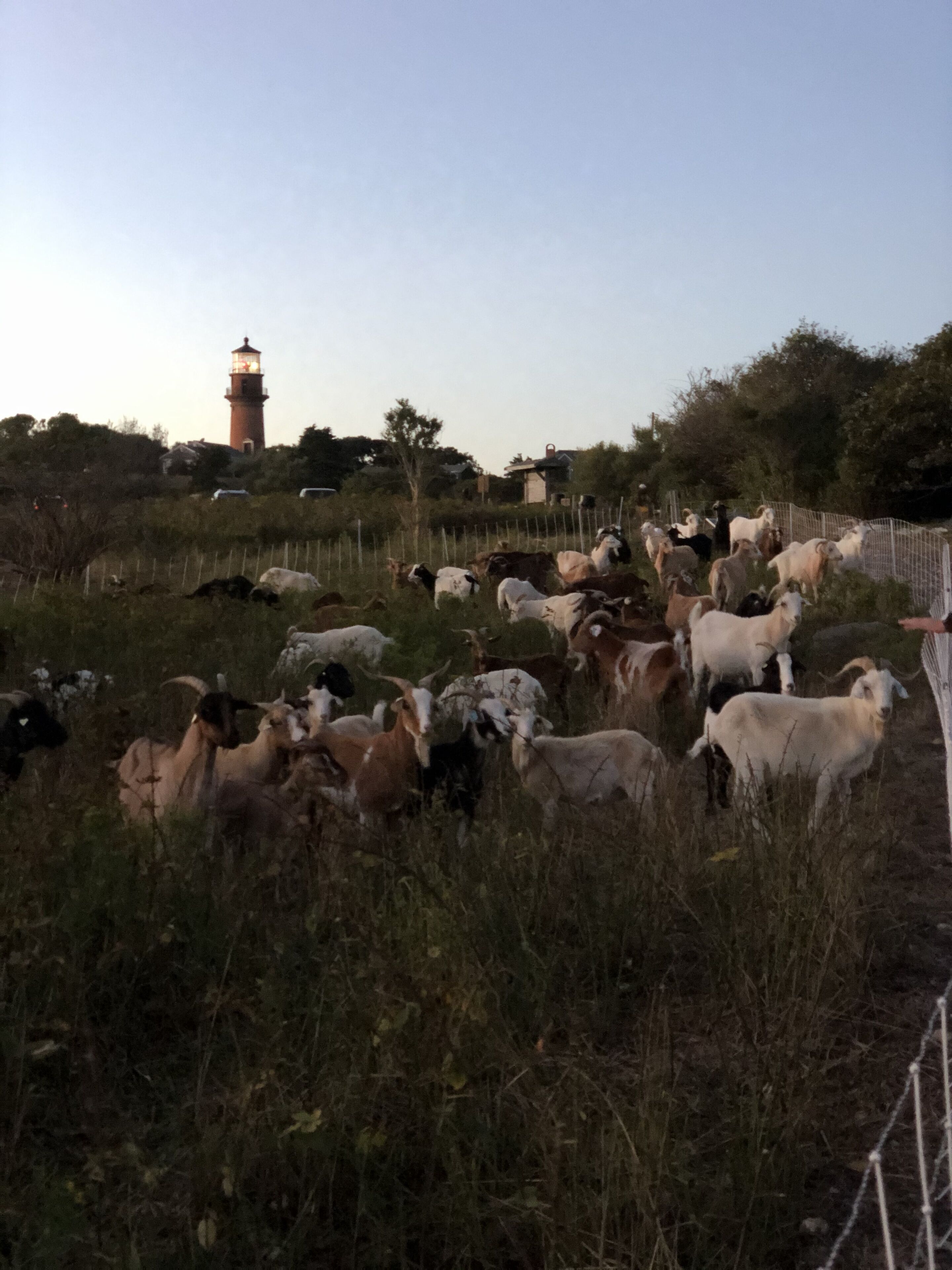 Een kudde geiten graast in een veld, met een vuurtoren op de achtergrond.