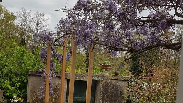 Un jardin agrémenté d’une pergola recouverte de fleurs violettes, d’un mur en pierre et de divers plants en pot.