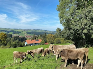 Unclassified image, 5 of 14, button - Fantastic farmhouse in the Allgäu (Weiler-Simmerberg)