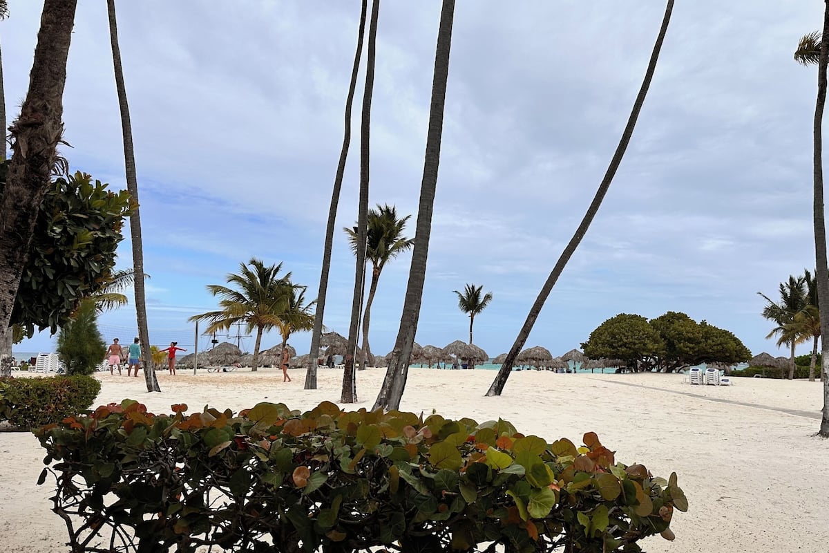 A beach with palm trees, a volleyball net, and thatched umbrellas.