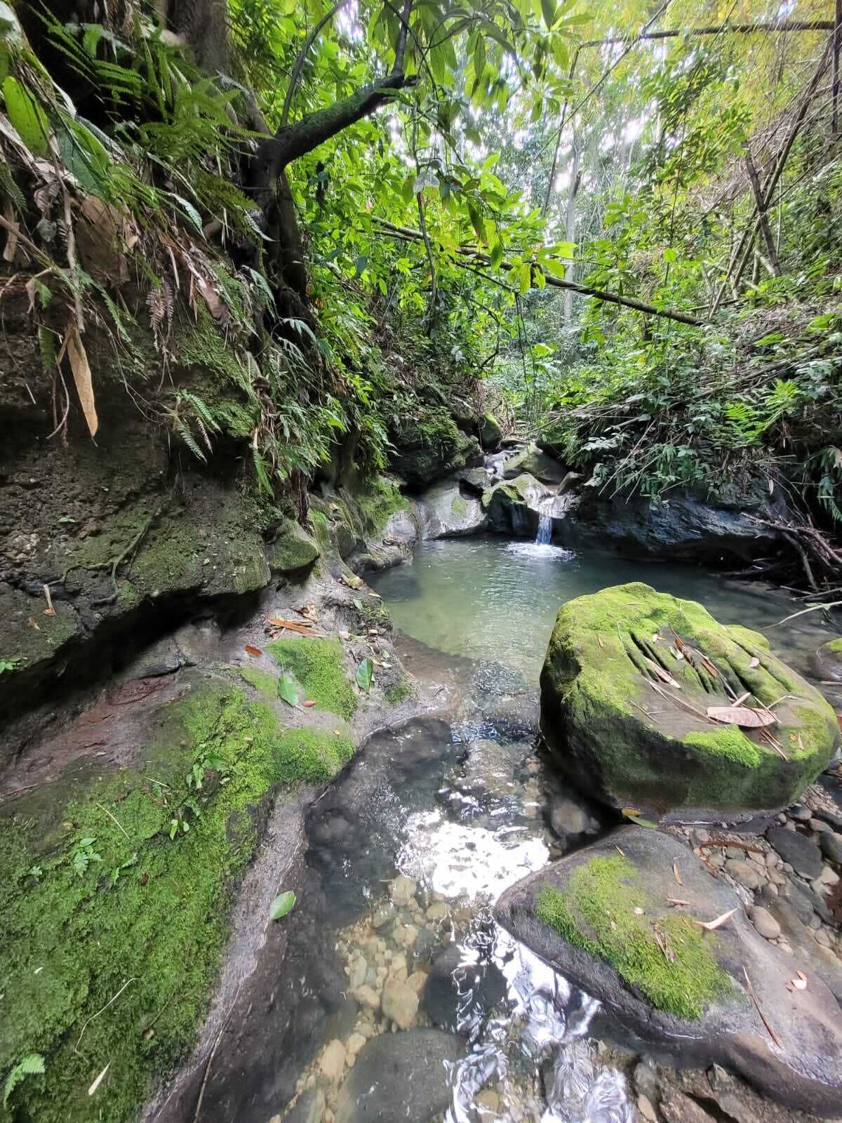 A natural stream with clear water, surrounded by rocks and lush greenery.