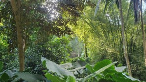 A dense tropical forest with large-leafed plants and tall trees.