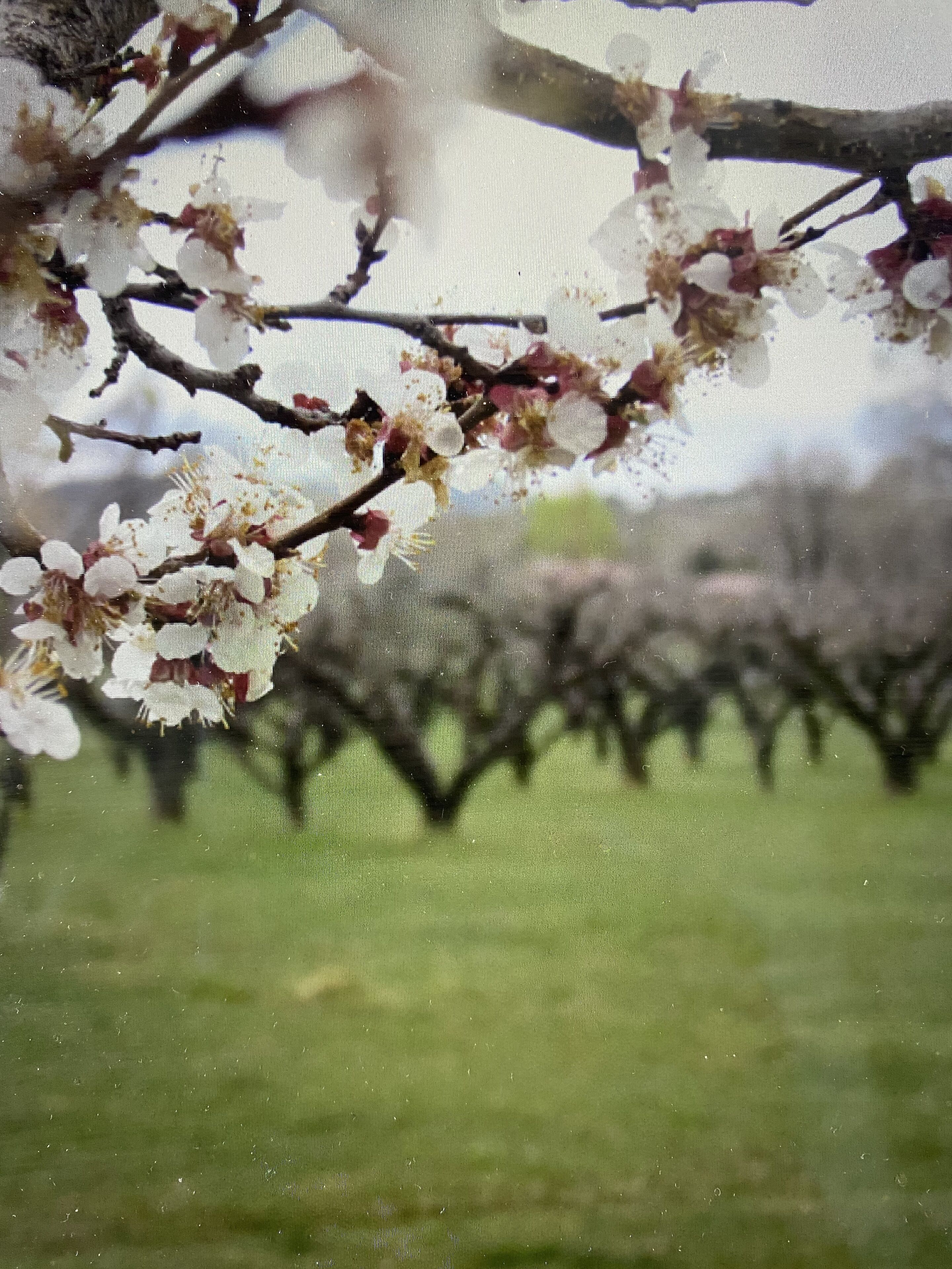 Private Orchard Retreat on 7 acres
