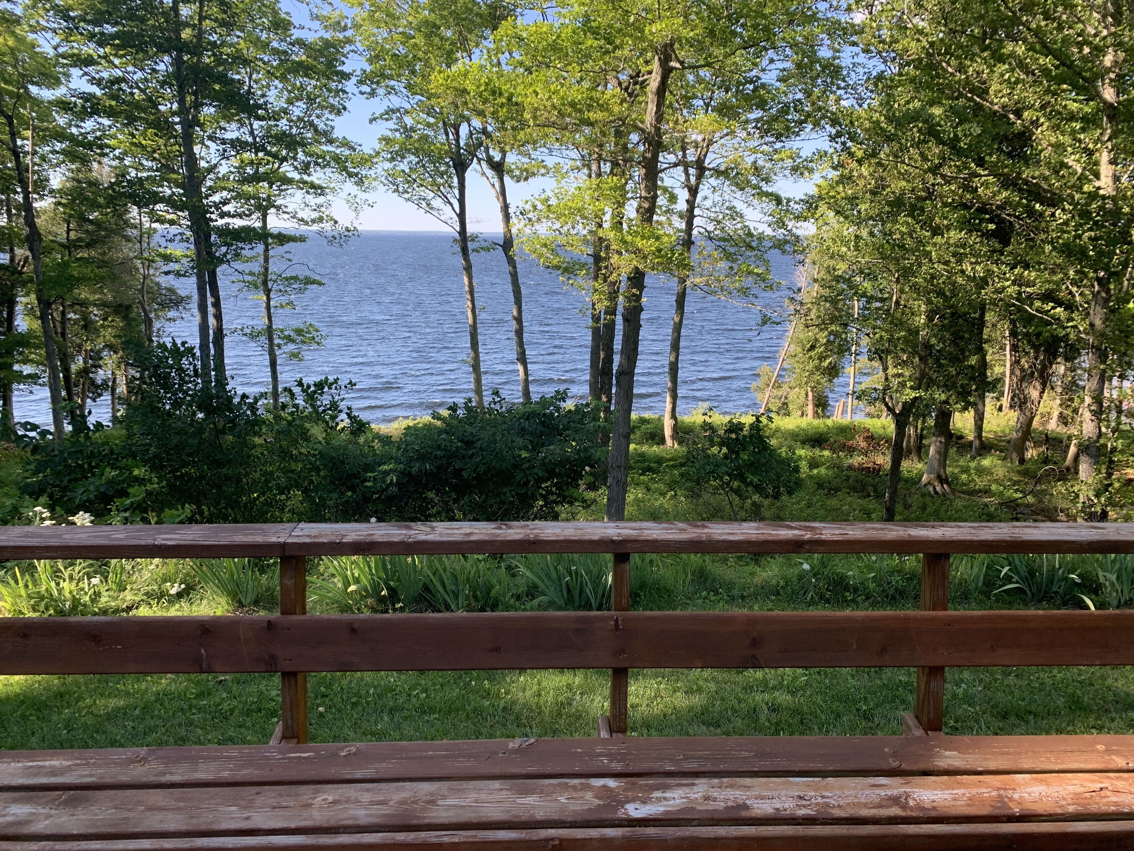 A wooden bench overlooking a lake with trees and greenery.