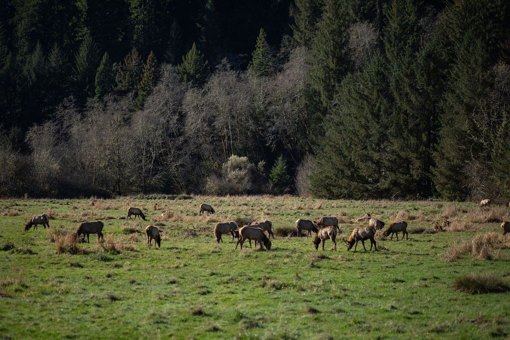 A herd of deer grazing in a grassy field with dense forest in the background.