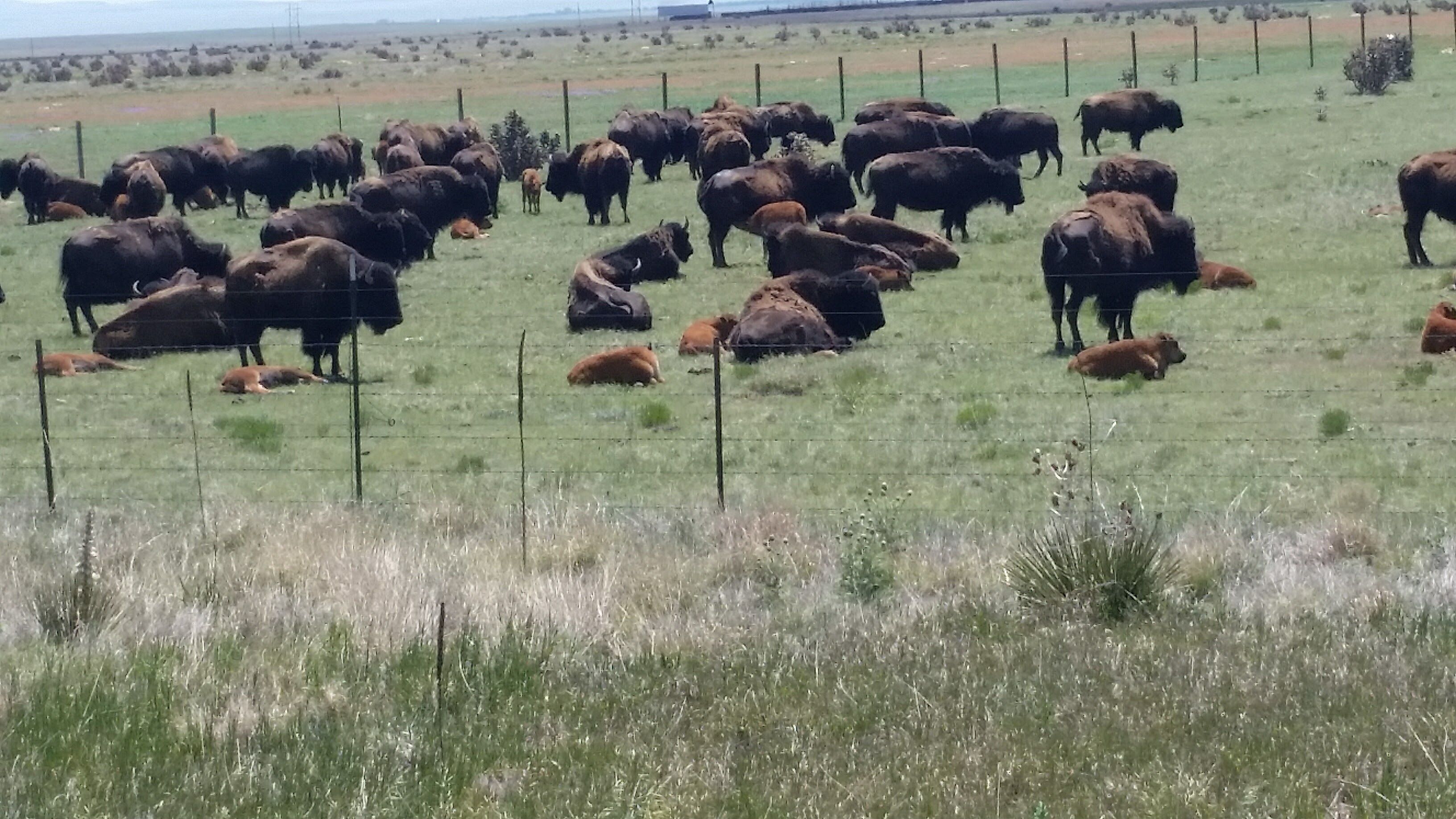 A large open field with a herd of cattle.