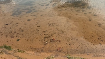 Une plage à l’eau claire, au sable fin et visible, avec une forêt qui se devine au loin.