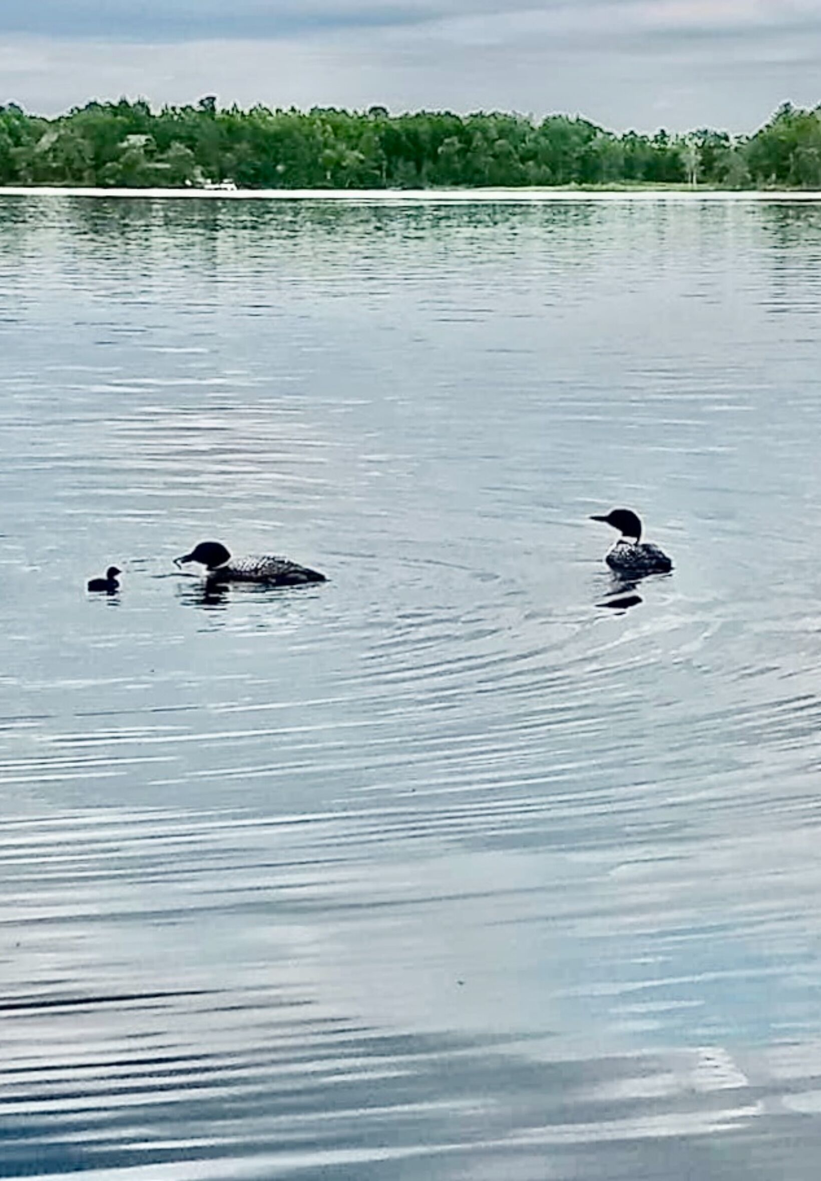 A calm body of water with two ducks swimming.