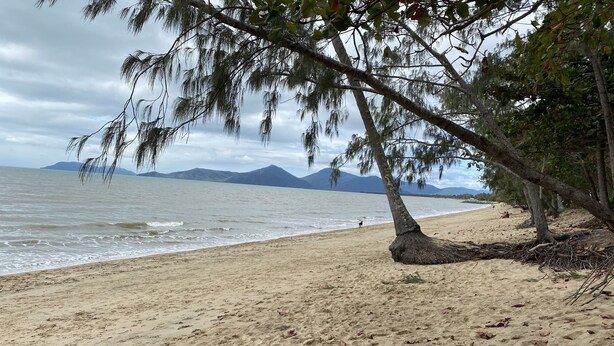A beach with a tree, sandy shore, and mountains in the background.