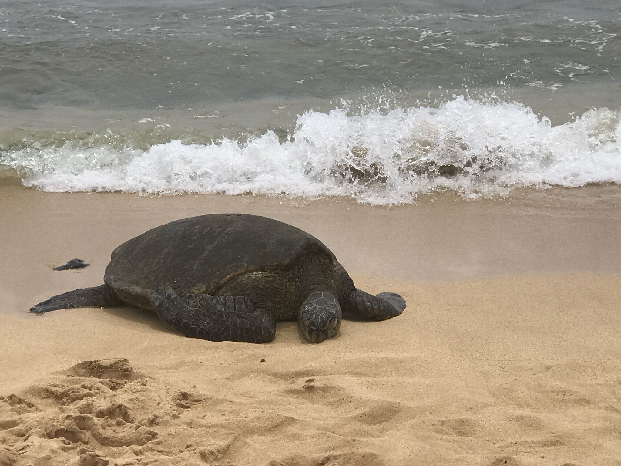A turtle on a sandy beach with waves in the background.