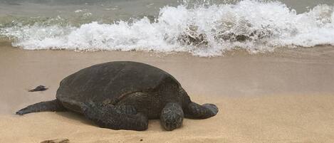 A turtle on a sandy beach with waves in the background.