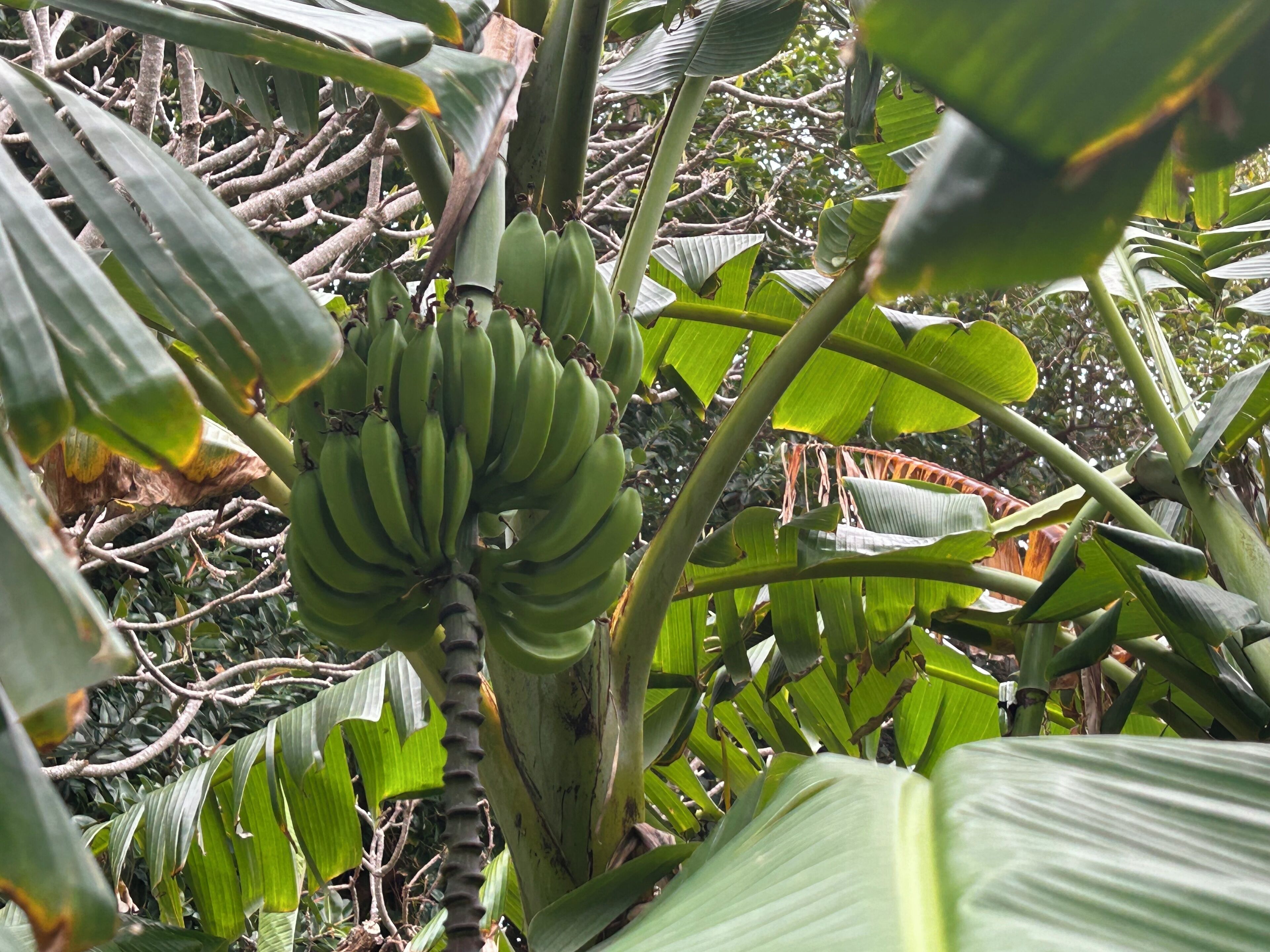 Un racimo de plátanos verdes colgando de un árbol rodeado de frondosas hojas verdes.