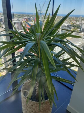 公寓 (Top Floor Stunning Views) | 起居區 | 55-吋智慧型電視、有線頻道、電視