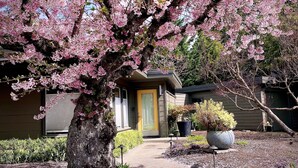 Un arbre de flors de cirera en plena flor amb un camí que condueix a un edifici amb una porta groga.
