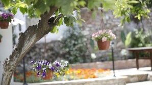 Hængende blomsterkasser med forskellige blomster, en stenvæg og et træbord i en have.
