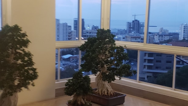 Une pièce dotée de grandes fenêtres, d’un plancher en bois et de plusieurs plantes en pot.