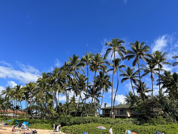 Ein Strand mit Palmen und einem Haus im Hintergrund.