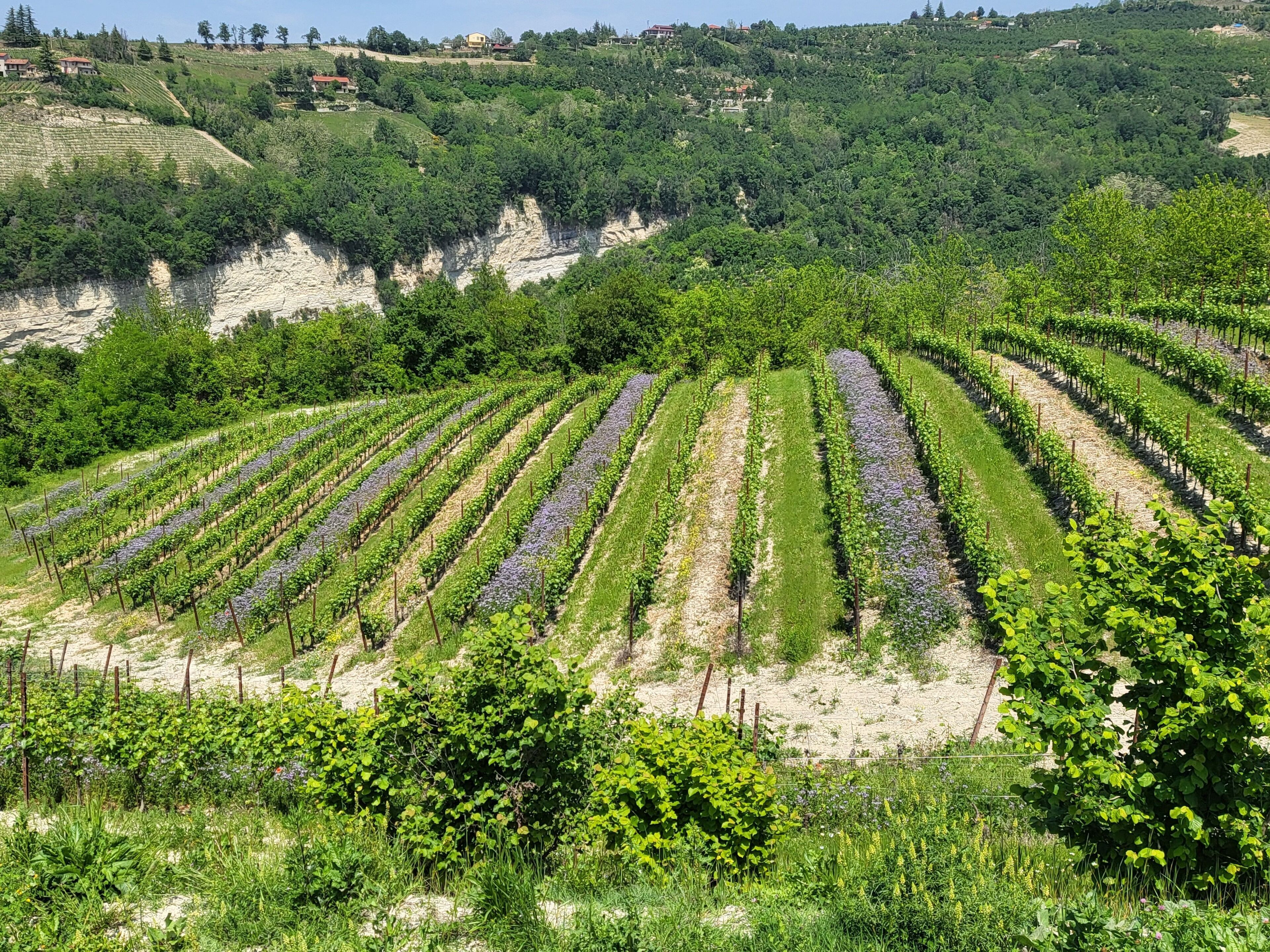 A vineyard with rows of grapevines on a hillside.