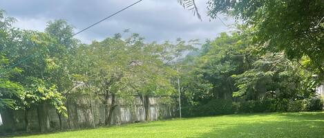 A grassy outdoor area with trees and a stone wall in the background.