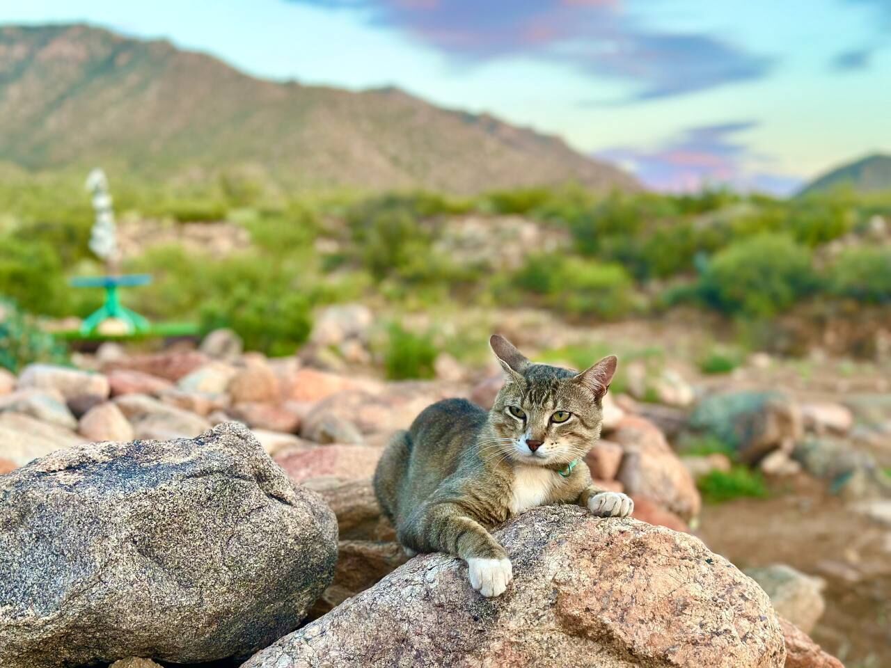A cat resting on rocks with a mountainous background.